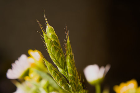 Souvenirs from walks around the area.の写真素材