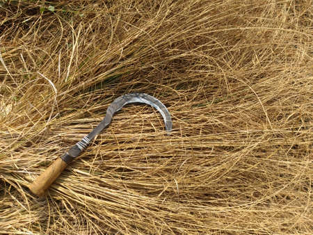 Dry Grassの写真素材