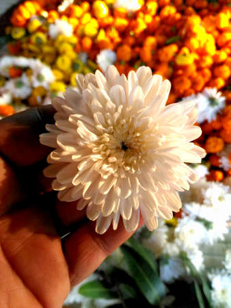 Flowerの写真素材