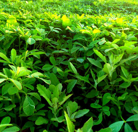 Agricultureの写真素材