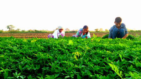 Agricultureのeditorial素材