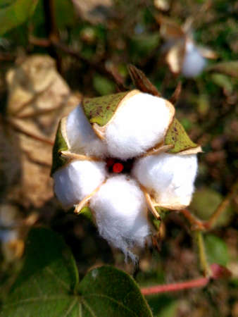 Cotton Budの写真素材