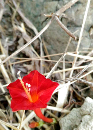Flowerの写真素材