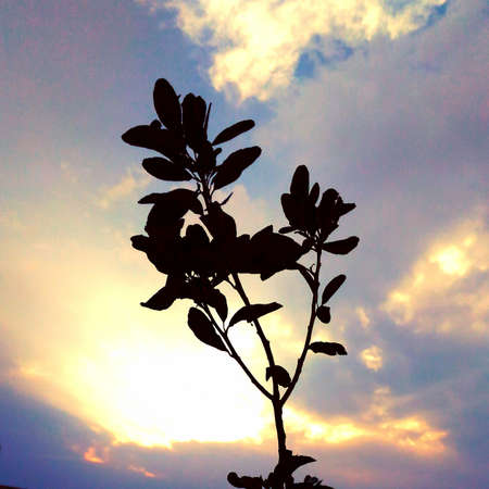 Treeの写真素材
