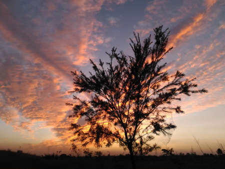 Tree Silhouette During Sunsetの写真素材