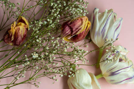 collection of dried flowers on pink backgroundの写真素材