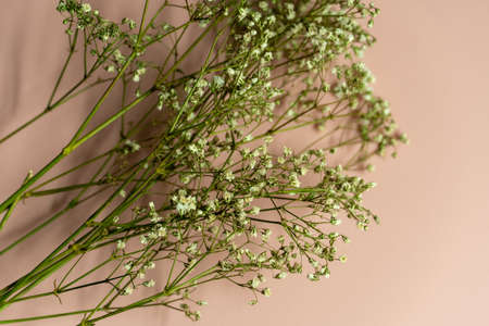 sprigs of dried flowers on pale pink backgroundの写真素材