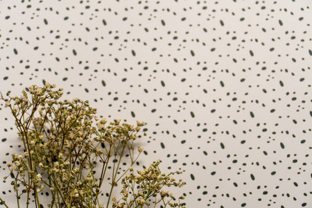 dry white flowers on a white background in a black dotの写真素材