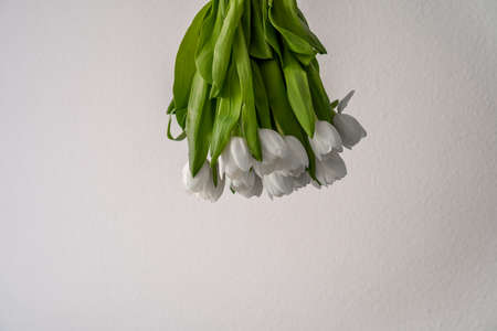 white tulips on a white wall backgroundの写真素材