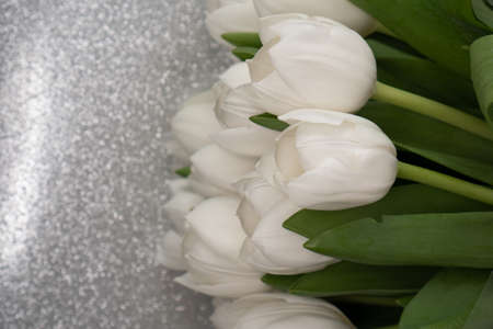 white tulips on a silver backgroundの写真素材