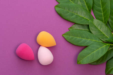 three multicolored beauty blender and a sprig of juicy greenery on a purple backgroundの写真素材