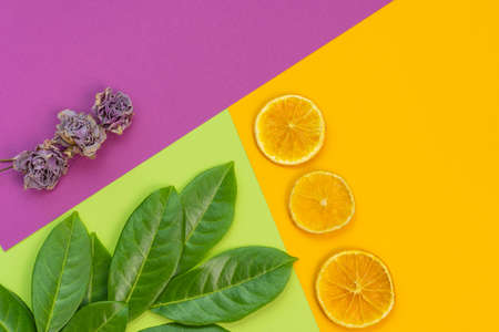 natural elements on a combination of backgrounds green, purple and yellow colorsの写真素材