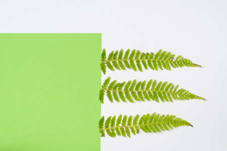 Artistic natural background. White wildflowers on a green and white backgroundの写真素材