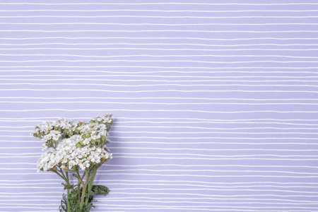 Artistic background. Fresh white wildflowers on a purple backgroundの写真素材