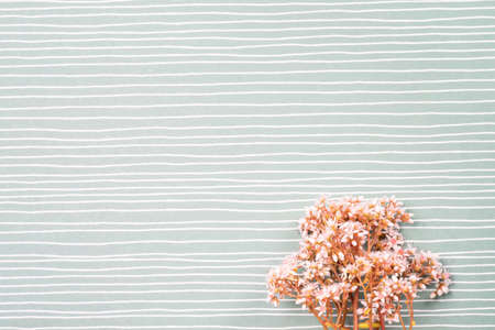 Artistic background. Pink fresh flowers on a white background in green stripの写真素材