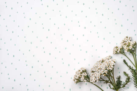 Artistic background. White fresh flowers on a white background in green stripの写真素材