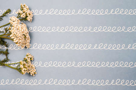 Artistic background. White fresh flowers on a white background in green stripの写真素材