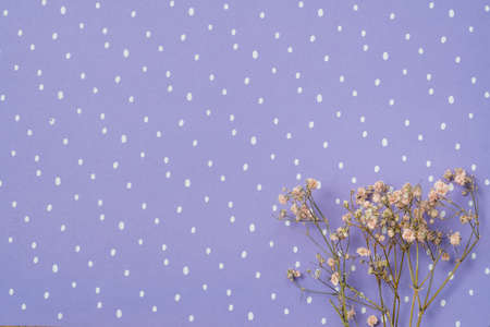 Artistic background. Dry white wildflowers on a purple backgroundの写真素材