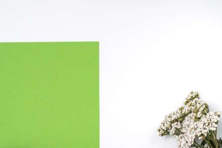 Artistic natural background. White wildflowers on a green and white background