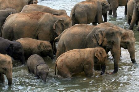 Photo taken at the Pinnawala Elephant Orphanage in Kegalle that treats injured elephants caring baby elephants that lost their The Sri Lankan Elephant is endangered now.の写真素材