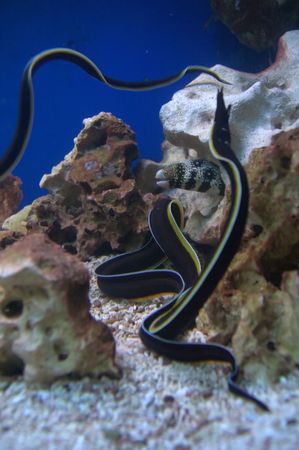 Black and yellow long thin moray eel fish