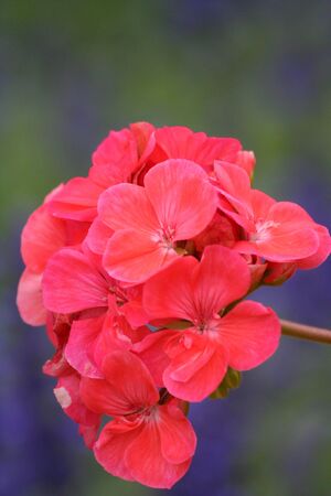 Close-up of a red Garden geranium (Pelargonium x hortorum)の写真素材