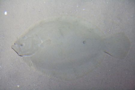 Flounder (alternative name Fluke) is an ocean-dwelling flatfish species that is found in coastal lagoons and estuaries of the Northern Atlantic and Pacific Oceans.の写真素材