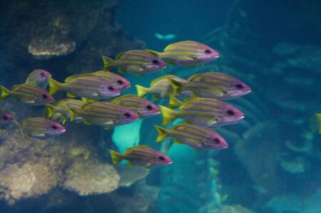 The bluestripe snapper, Lutjanus kasmira, (also known as the bluestripe sea perch) is a common species of marine fish of the snapper family Lutjanidae. They are shoaling and schooling (all swimming in the same direction in a coordinated way.)の写真素材