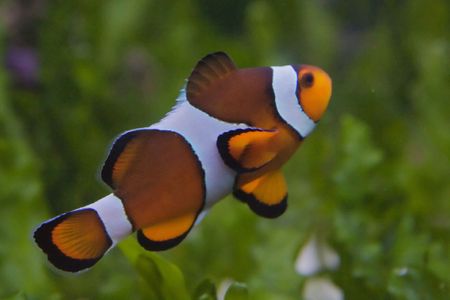 Nemo, the clownfishの写真素材