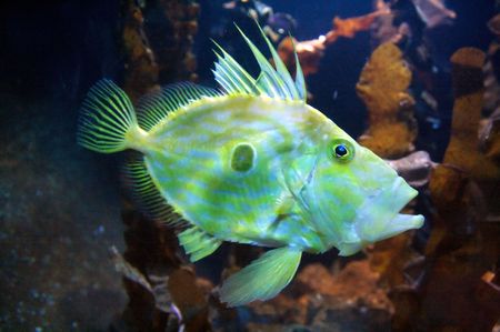 Congiopodidae is a family of scorpaeniform fishes native to the southern hemisphere, commonly known as pigfishes, horsefishes and racehorses.の写真素材