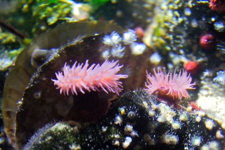 A sea anemone is a polyp, attached at the bottom to the surface beneath it by an adhesive foot,...