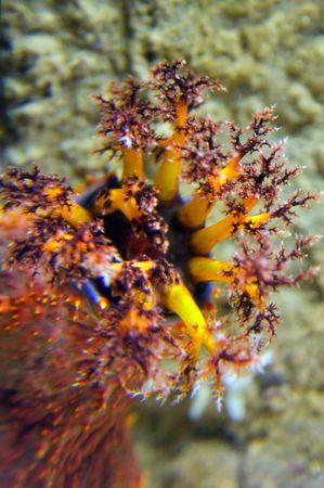 A sea anemone is a polyp, attached at the bottom to the surface beneath it by an adhesive foot, called a pedal disk, with a column shaped body ending in an oral disk. The mouth is in the middle of the oral disk, surrounded by tentacles armed with many cniの写真素材