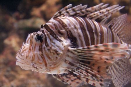 The red lionfish (Pterois volitans) venomous coral reef fish is clad in white stripes alternated...