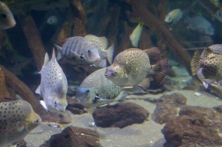 Underwater view of fishes, rocks and sand 