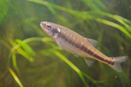 Aquarium fishの写真素材