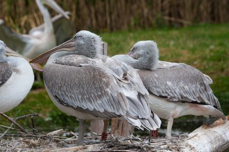 ink-backed Pelican (Pelecanus rufescens) by the lake.の写真素材