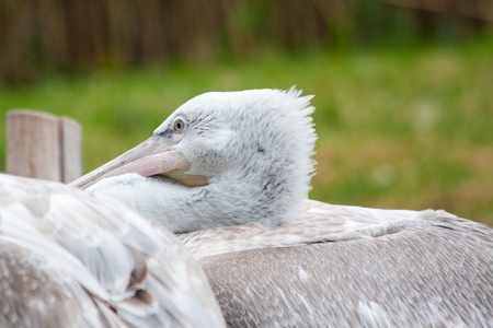 ink-backed Pelican (Pelecanus rufescens) by the lake.の写真素材