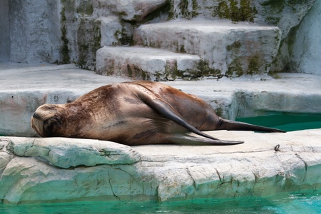 Close-up of sleepy seal by the pool