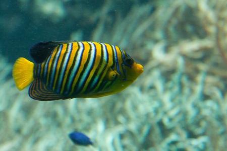 Underwater view of fish and marine vegetationの写真素材