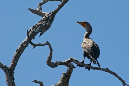 Cormorant (Phalacrocorax auritus), usually found near rivers, lakes and along the coastline and has a bare patch of orange-yellow facial skin. Here in El Cuyo Yucatan, Ria Lagartos Biosphere Reserve, Yucatan, Mexicoの写真素材