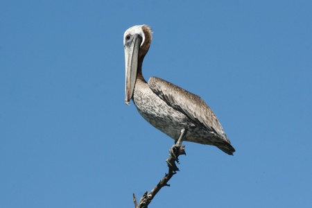 Pink-backed Pelican (Pelecanus rufescens) surveying the lake in Yucatan, Mexico.の写真素材
