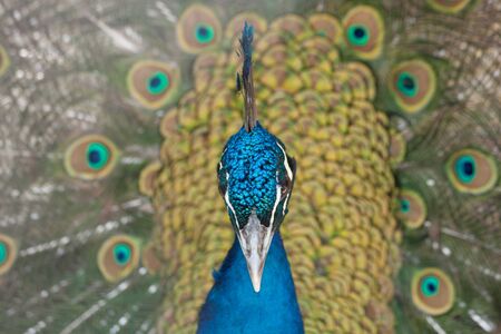 Indian Peafowl, Pavo cristatus (Common Peafowl or the Blue Peafowl) feathers close-up.の写真素材