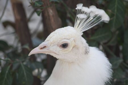 Close-Up of a white Indian Peafowl, Pavo cristatus, showing off his plumageの写真素材