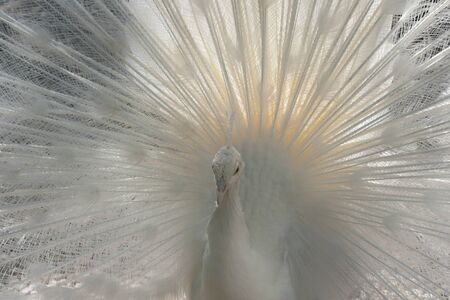 Close-Up of a white Indian Peafowl, Pavo cristatus, showing off his plumageの写真素材