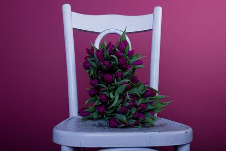 Purple tulips on white chair over purpleの写真素材