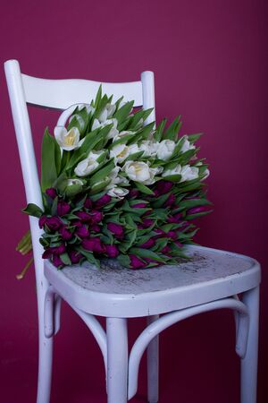 Purple and white tulips on white chair over purpleの写真素材