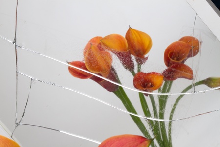 Orange Calla lilies(Zantedeschia) seen in broken mirror 