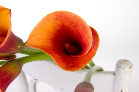 Orange Calla lilies(Zantedeschia) over white の写真素材