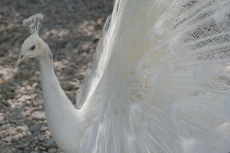 Close-Up of a white Indian Peafowl, Pavo cristatus, showing off his plumageの写真素材