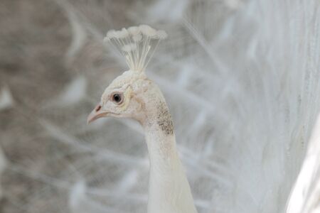 Close-Up of a white Indian Peafowl, Pavo cristatus, showing off his plumageの写真素材